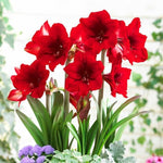 Red Amaryllis Flower Seeds for Planting | Heirloom, Non-GMO, Organic Garden Blooms - Amaryllis for planting in home garden