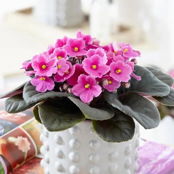 Baby Pink Saintpaulia Flower Seeds for Planting - NON GMO Seeds Dhara Seeds