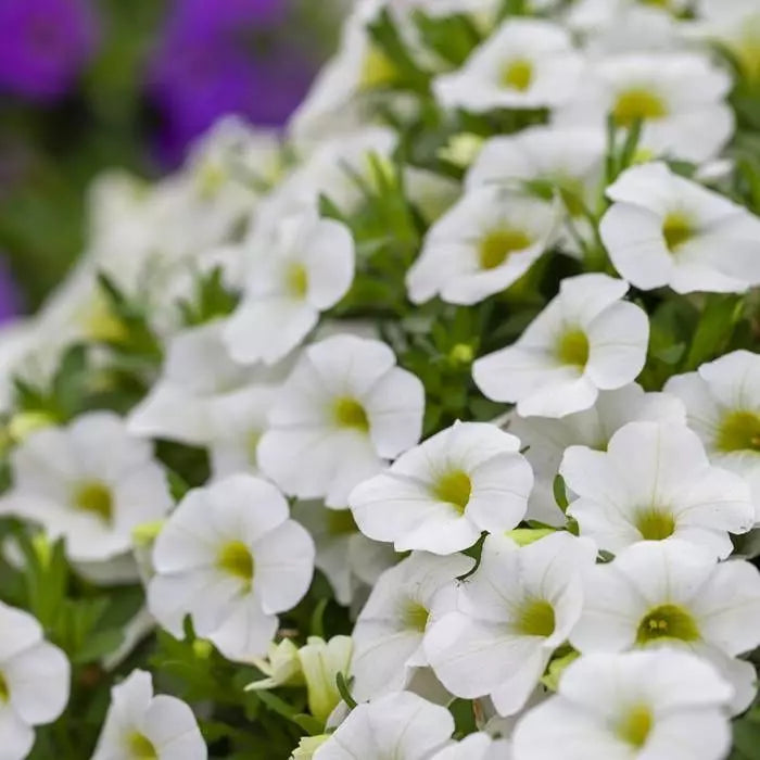 White Calibrachoa Seeds