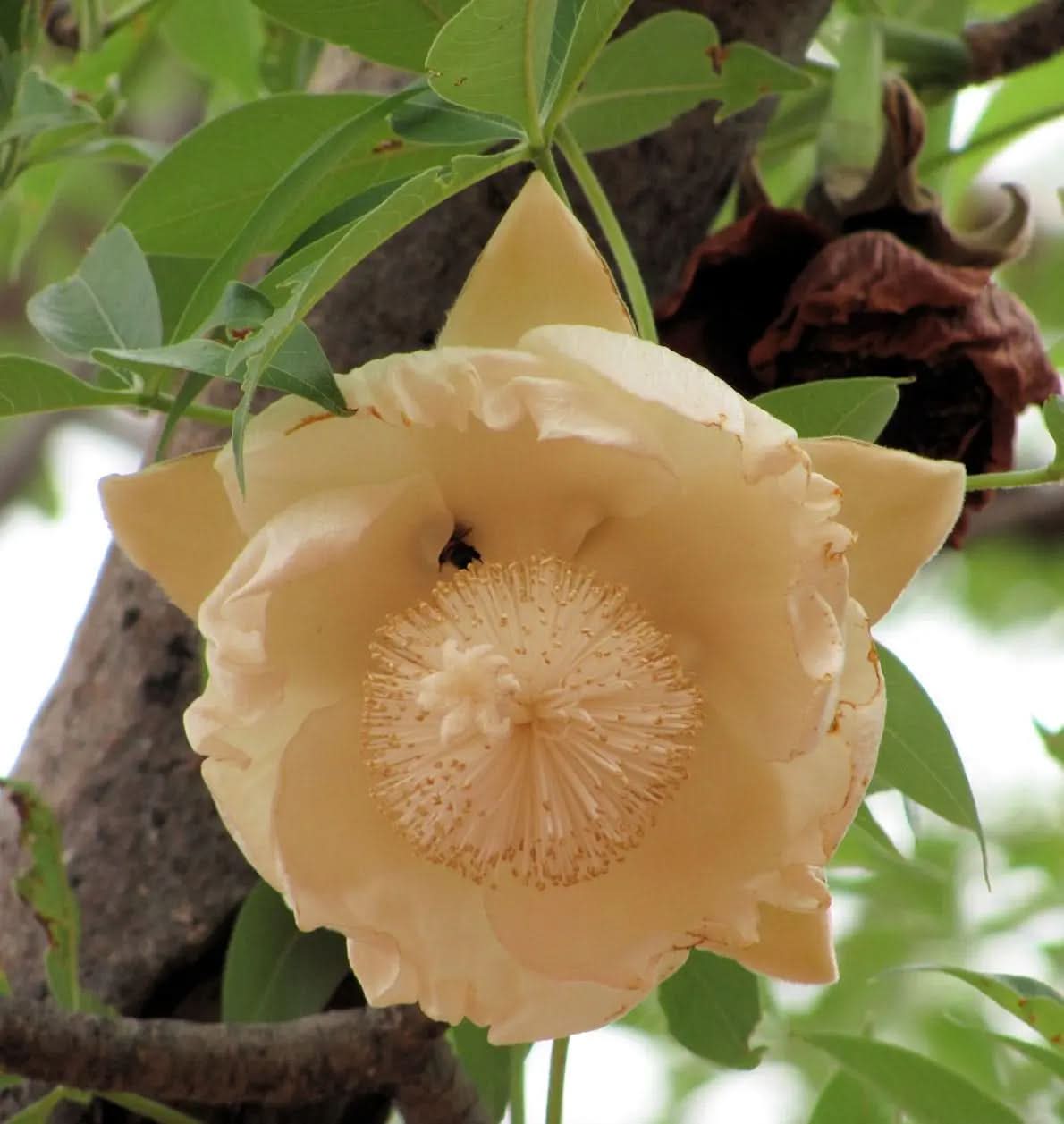 Heirloom Non-GMO Adansonia Digitata Flower Seeds for Planting – Exotic Baobab Tree Seeds for Unique Gardens - Non-GMO for planting in home garden