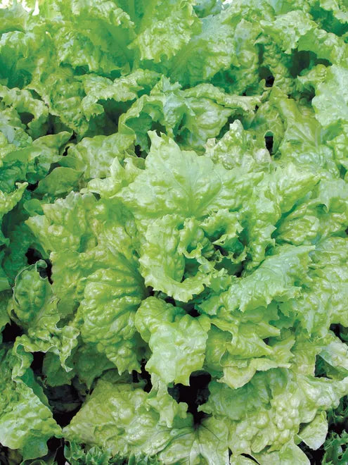 Lettuce Seeds - Black Seeded Simpson