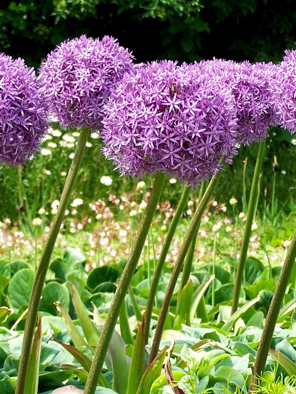 Allium Bulbs (Giant) - Globemaster