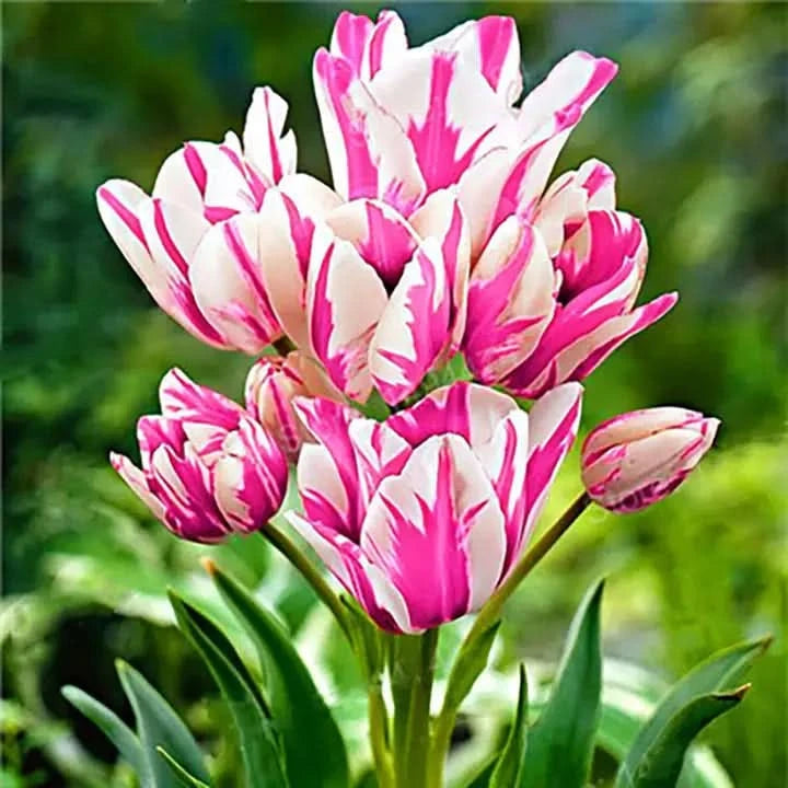 Tulip Mixed Colors Varieties Flower Seeds