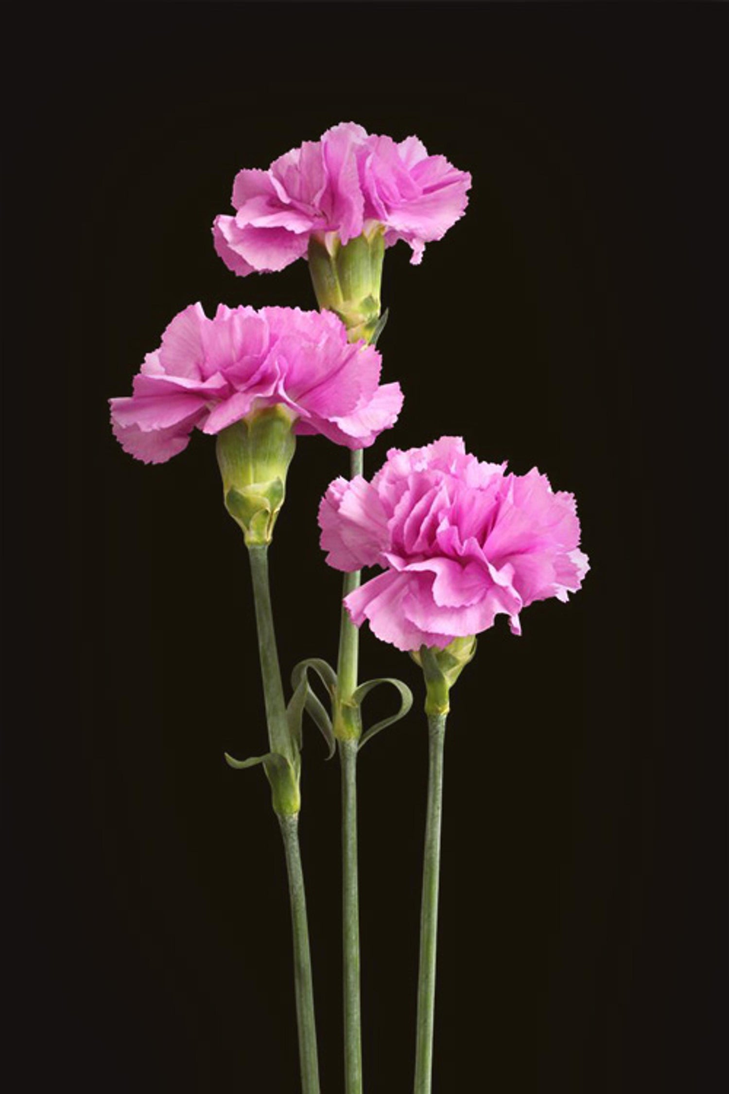 GlobalRose Assorted Carnation Flowers