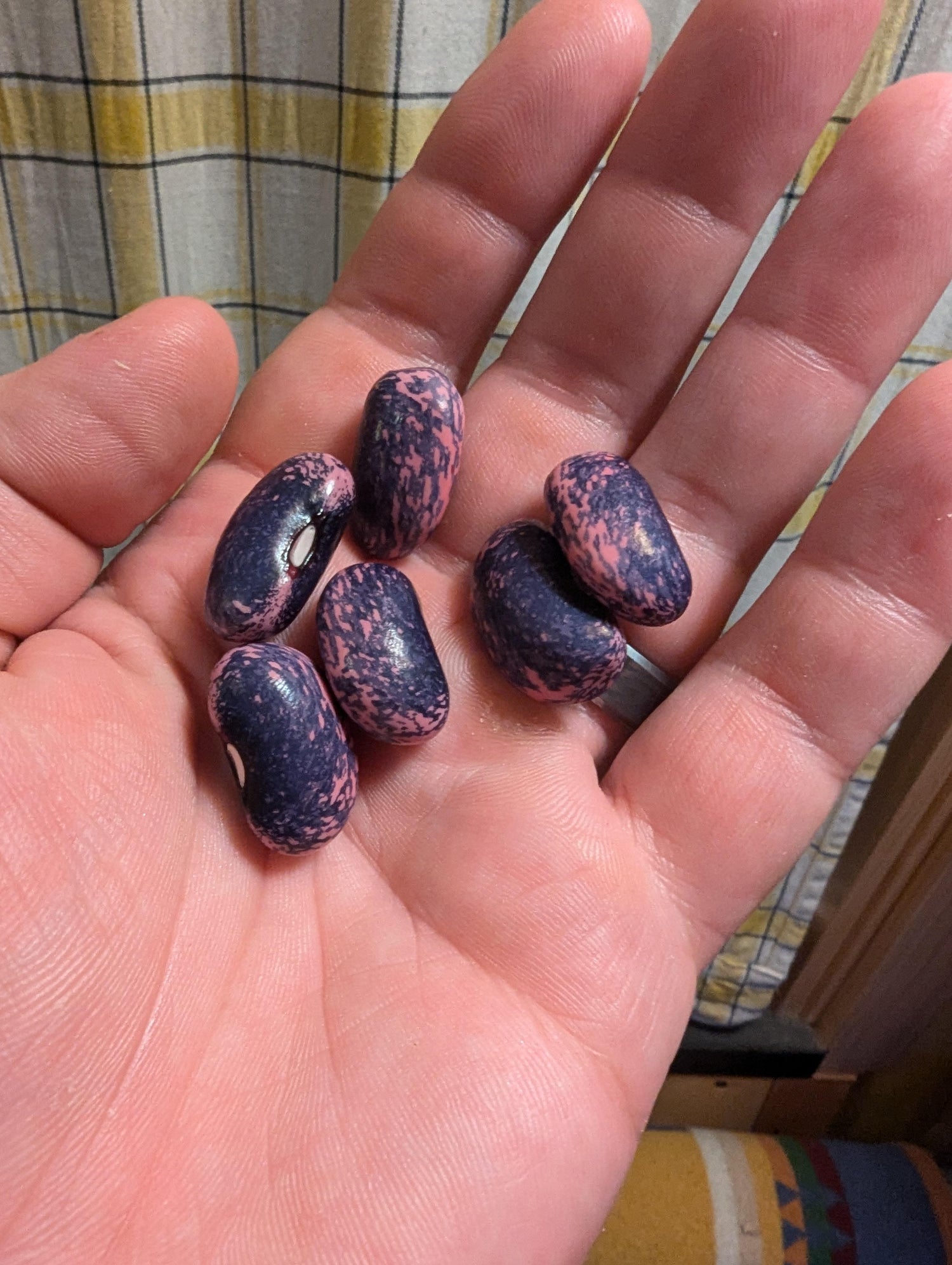 Magic Beans