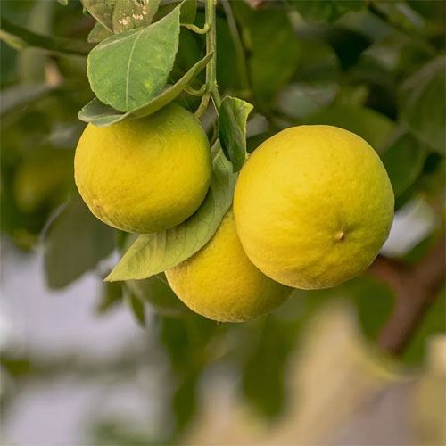 LEMON LIME SEEDS Garden Plant Flower rare exotic seller shipping – Heirloom, Non-GMO, High Germination Organic Garden Seeds