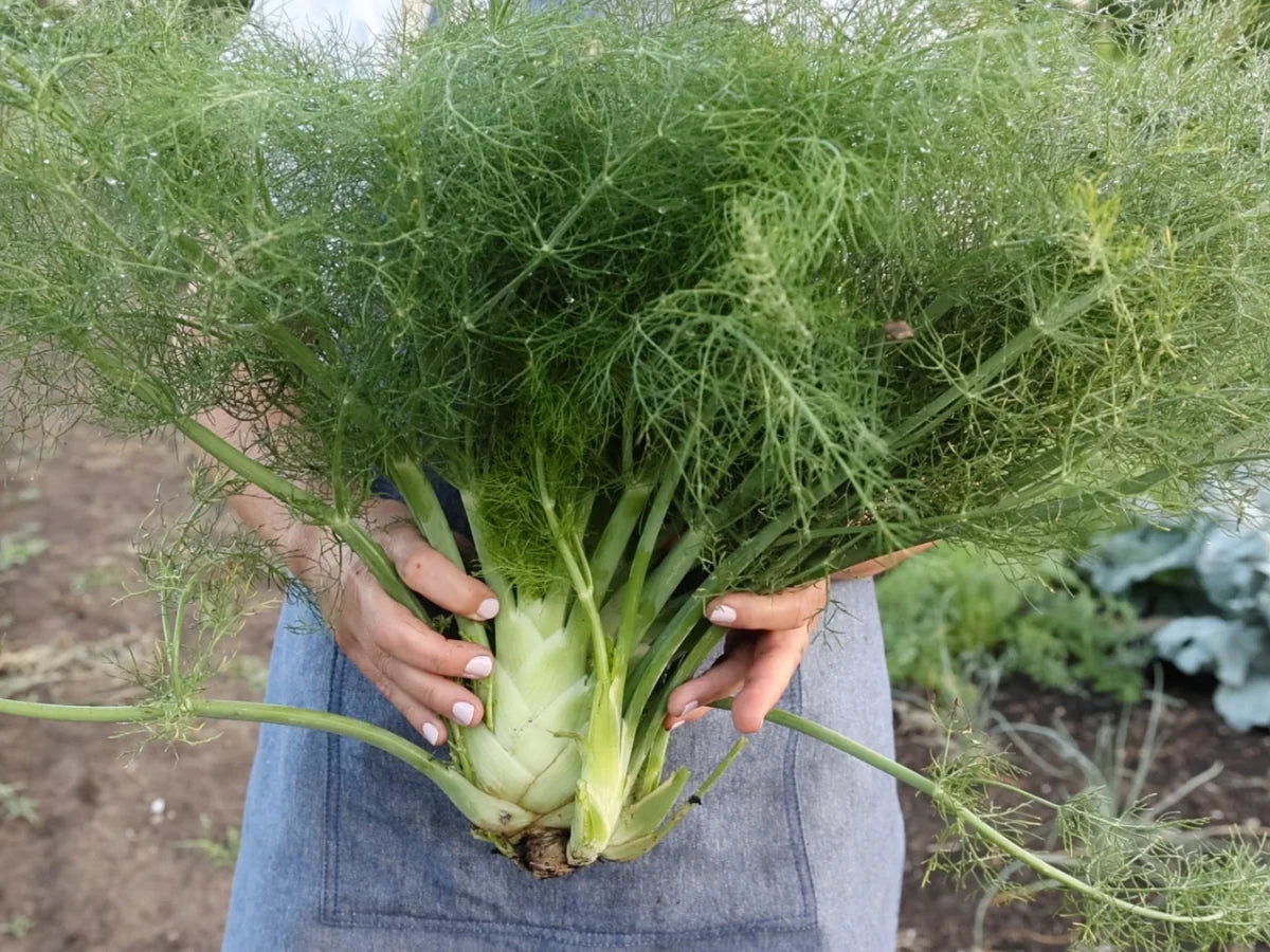 Fennel Seeds - Florence