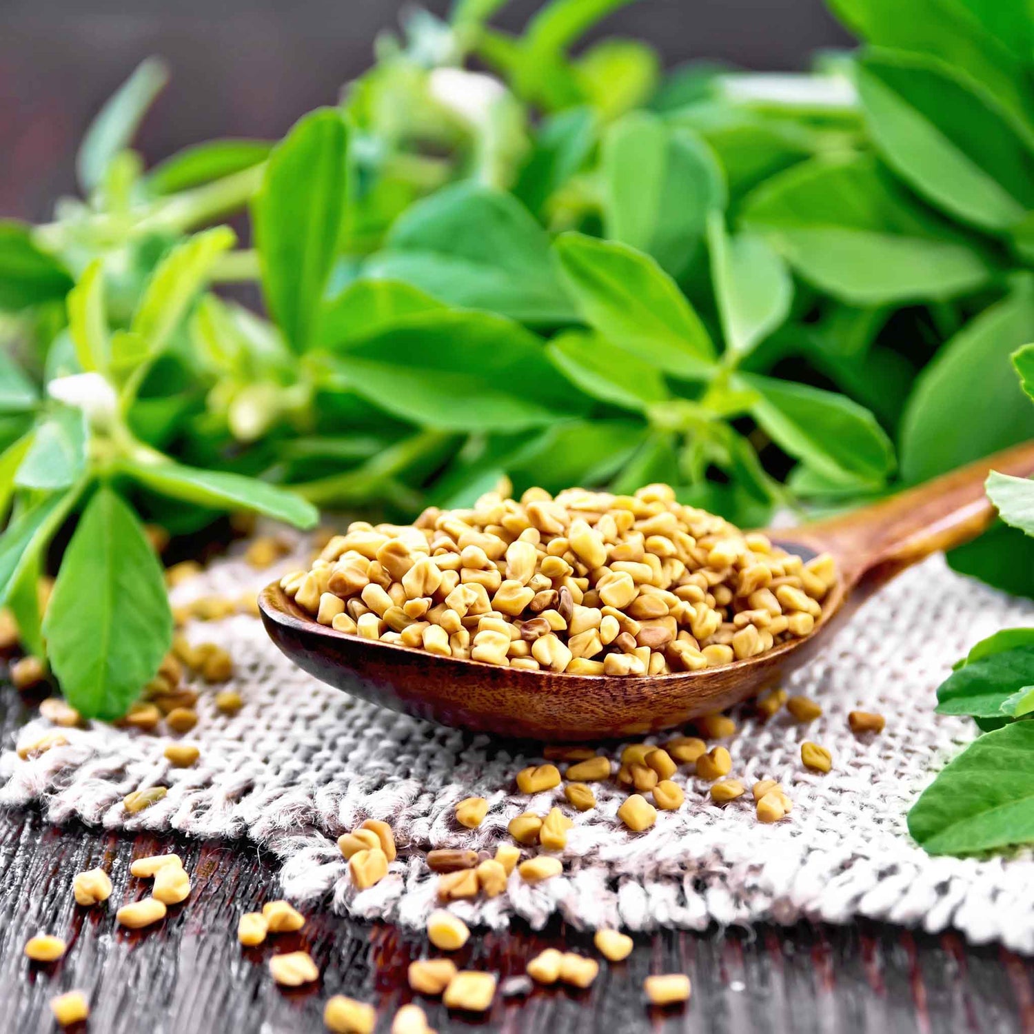 Fenugreek