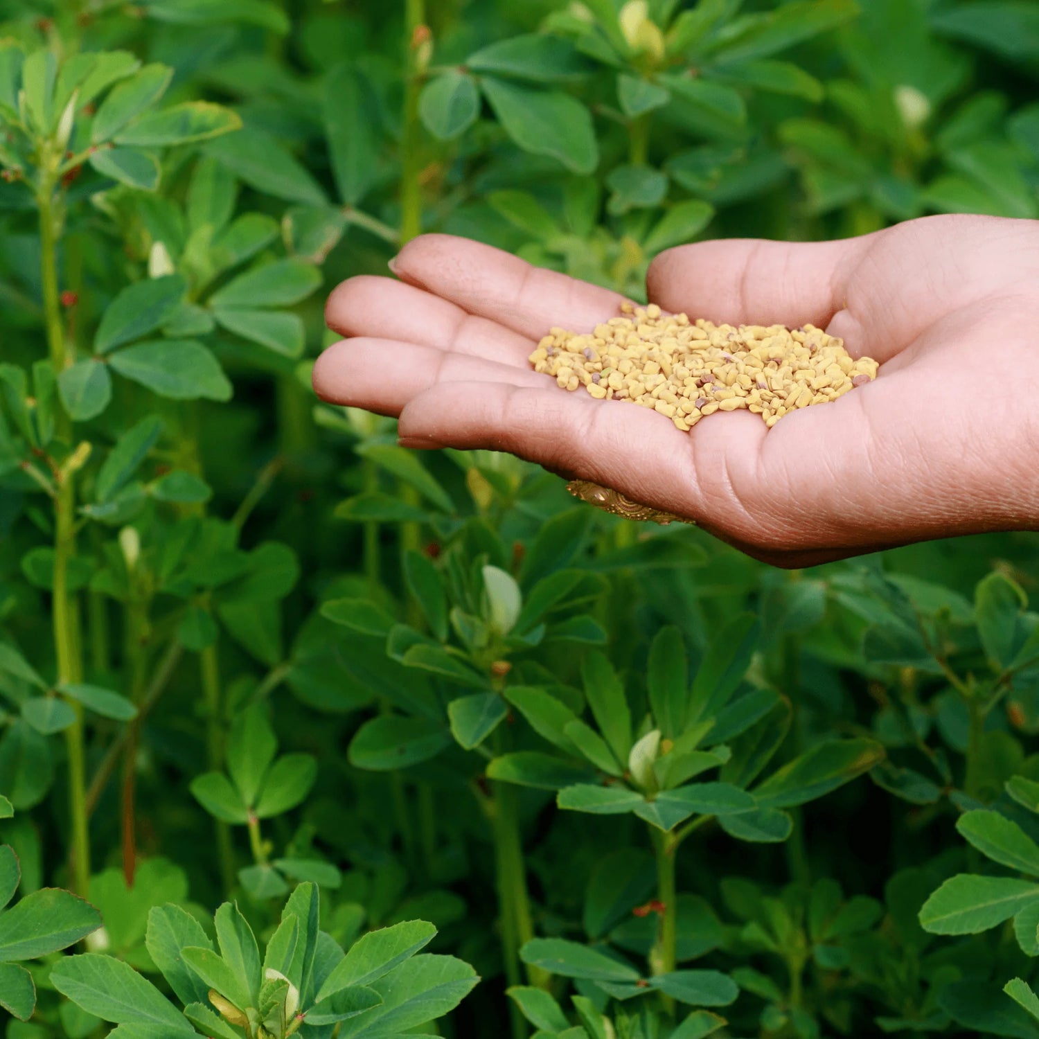 Fenugreek