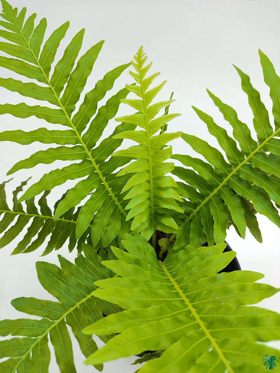Fern seeds for shaded areas and indoor spaces