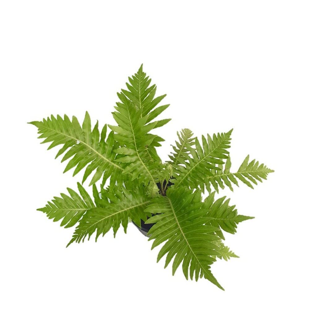 Fern seeds germination stage in potting soil