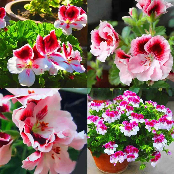 Garden Geranium Pelargonium zonale flower seeds for home garden pots and balcony planting