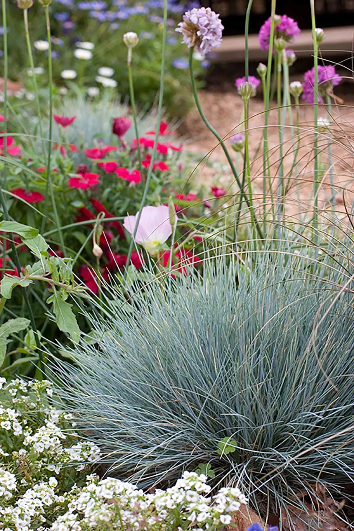 Blue Fescue Ornamental Grass Seeds