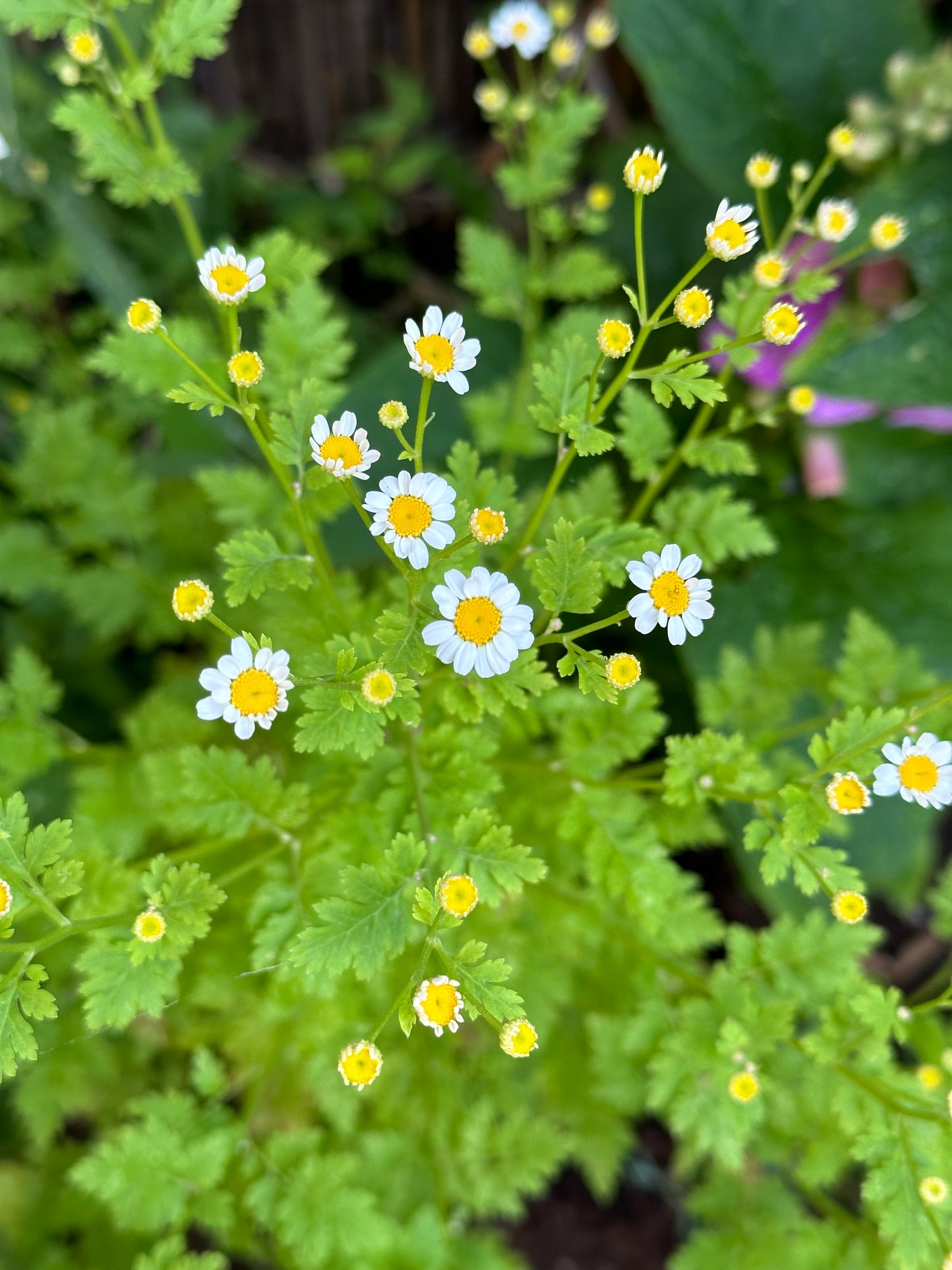 Feverfew Golden Moss Seeds