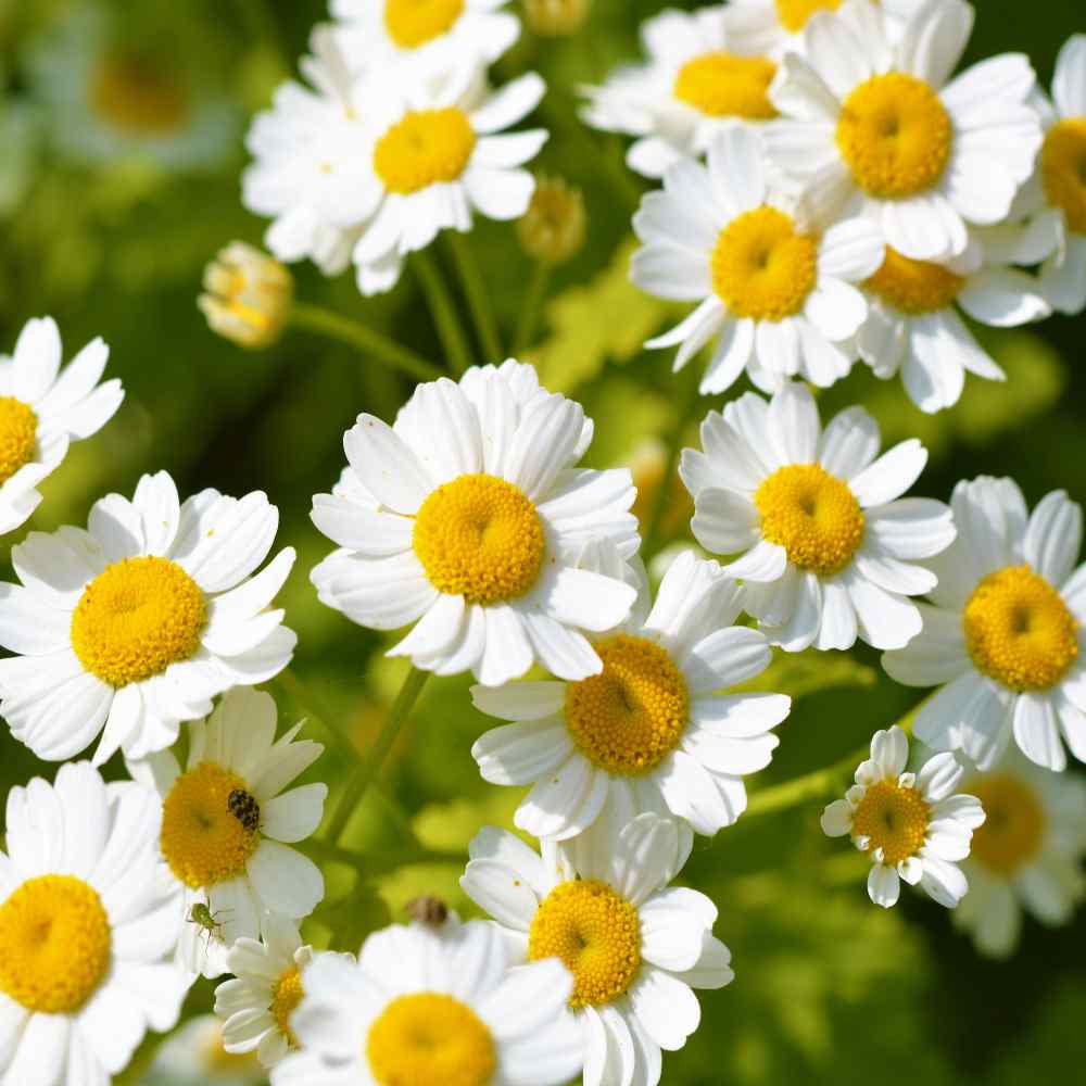 Feverfew Medicinal Herb Perennial Plant Seeds