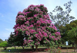 organic-passionflower-seeds-purple-incarnata


