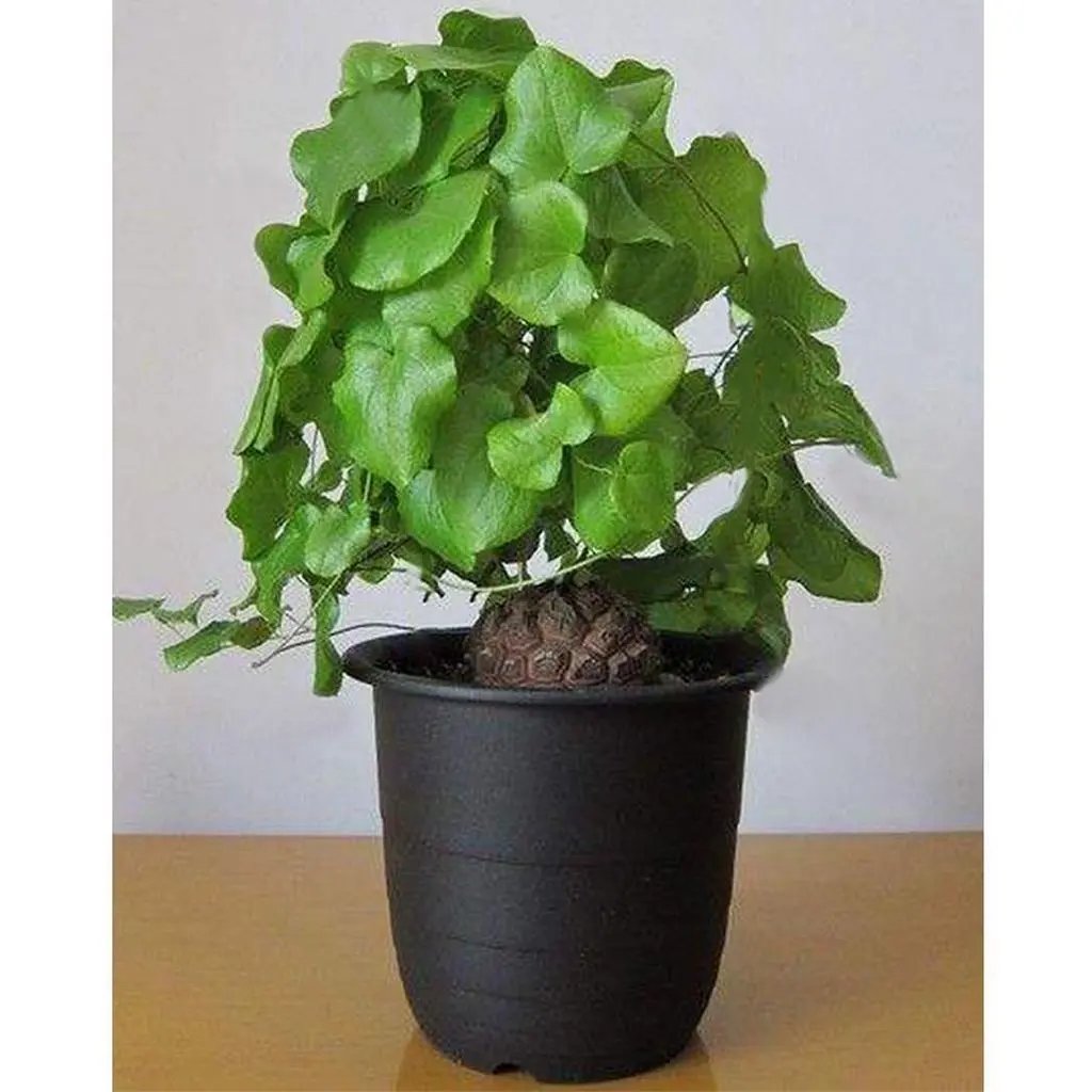 Dioscorea Elephantipes Yam Seeds for Planting - NON GMO Seeds for planting in home garden