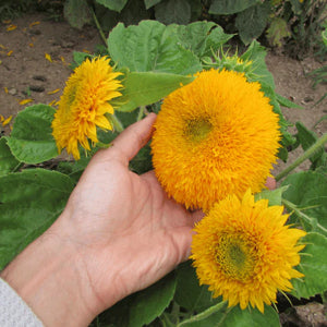 organic-compact-sunflower-fluffy-golden-blooms-seeds

