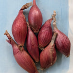 mature onion plants with lush green tops ready for harvest

