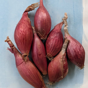 mature onion plants with lush green tops ready for harvest

