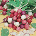 radish seedlings emerging from moist soil

