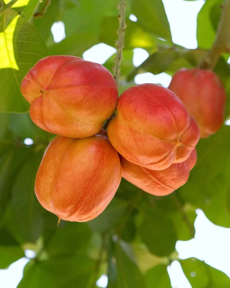 Ackee (Blighia sapida) Seeds