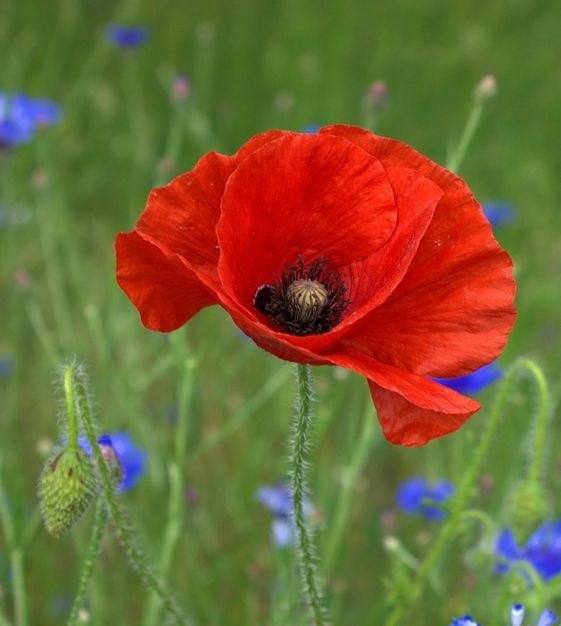 Poppy Seeds Turkish Tulip