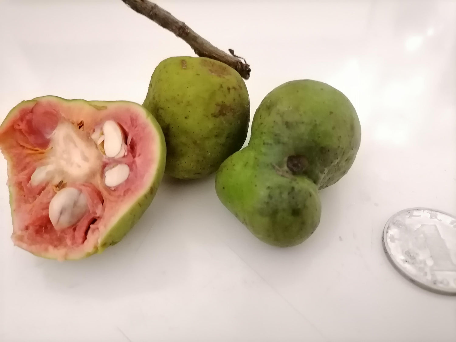 Kwai Muk (Litchi chinenesis)