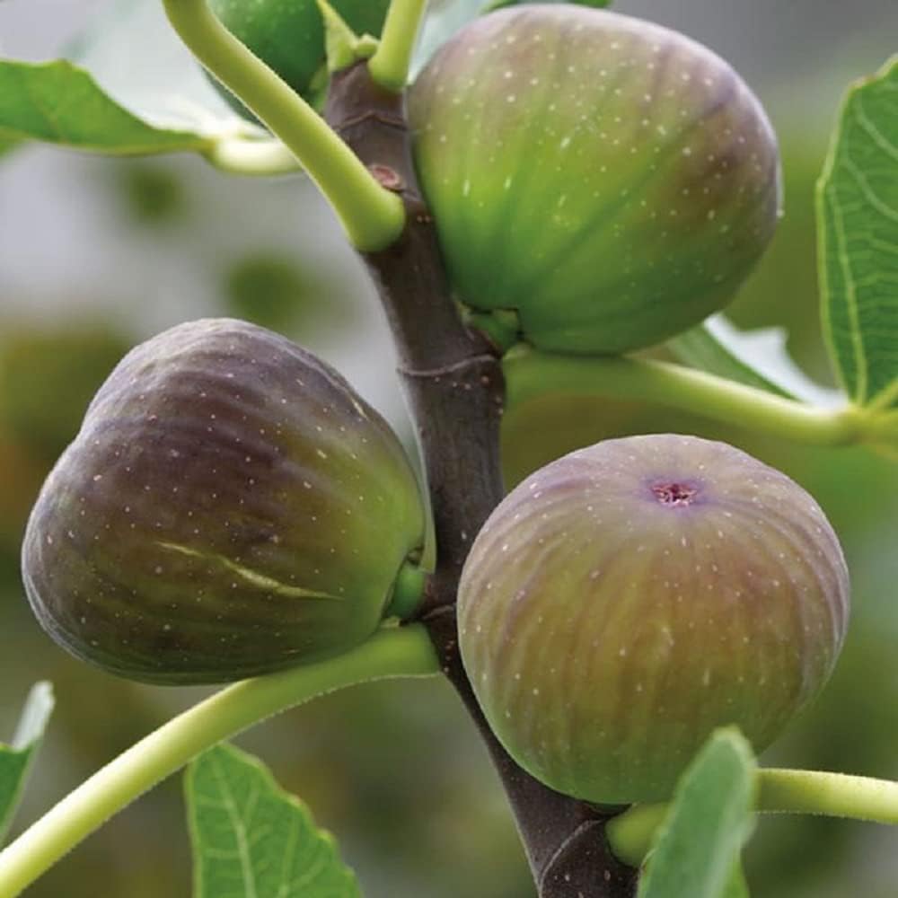 Ficus carica fig seeds for indoor bonsai growing