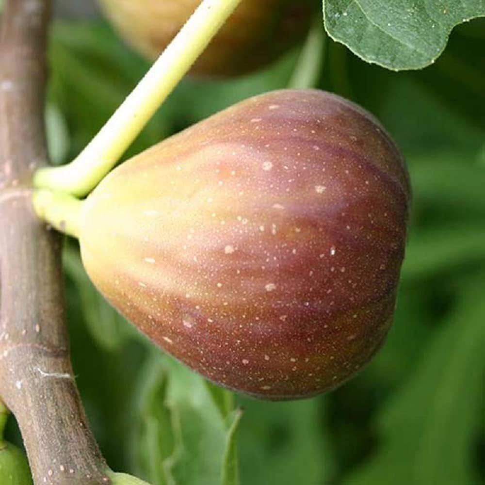 Ficus carica perennial fig seeds for outdoor garden