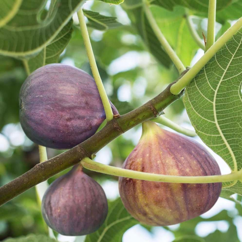 Ficus carica common fig seeds for home garden