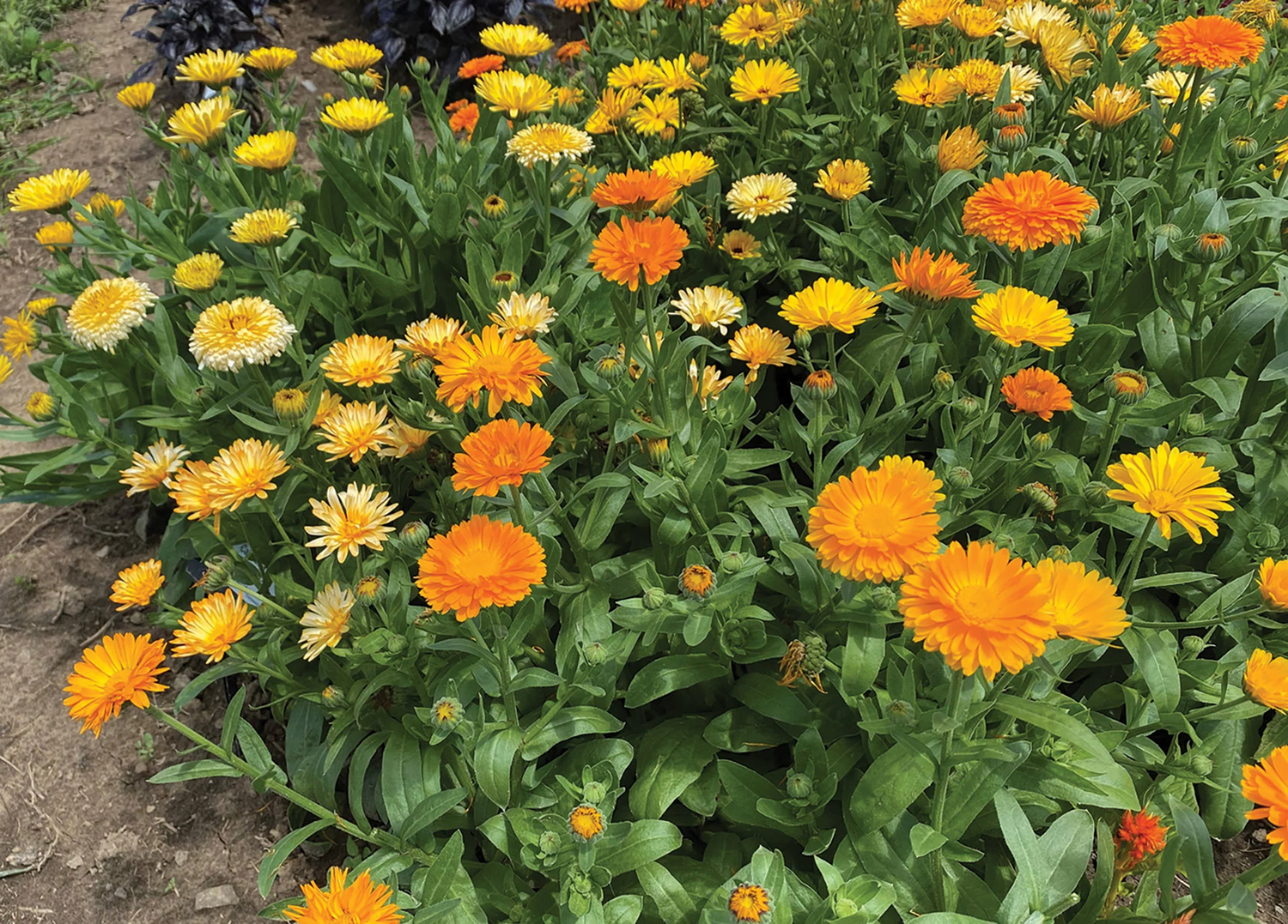 Calendula Seeds (Dwarf) - Fiesta Gitana