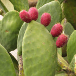 Fig Cactus seedlings growing from seeds