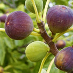 Fig plant seeds for home gardening and container planting