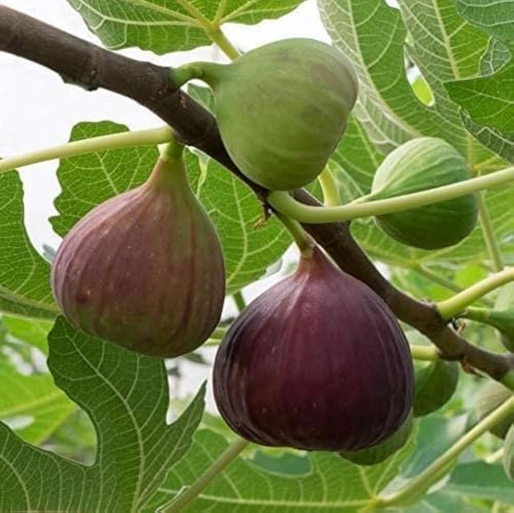 Fig seeds Ficus carica for planting in home garden