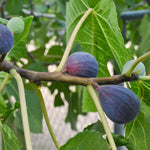 Fig seeds germination process in soil