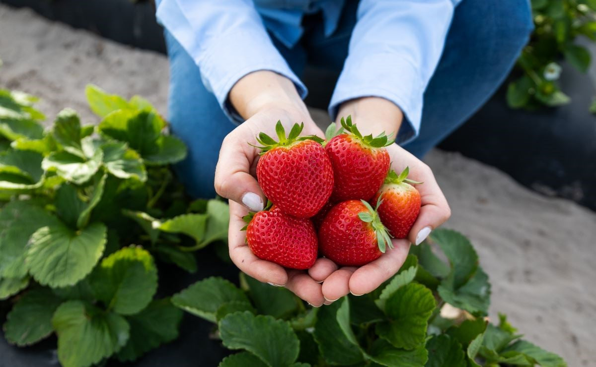 Oso Grande Strawberry (Fragaria × ananassa) Seeds