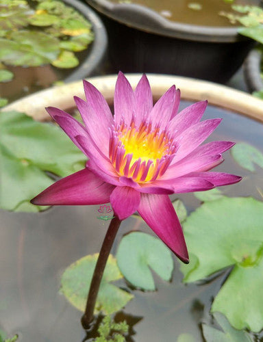 Nymphaea Chompu Mameu