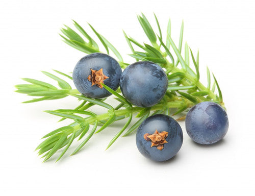 Juniper Berry (Juniperus communis)