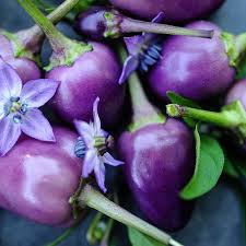 Filus Blue Pepper Capsicum annuum vegetable seeds for planting in colorful patio gardens - Dharaseeds