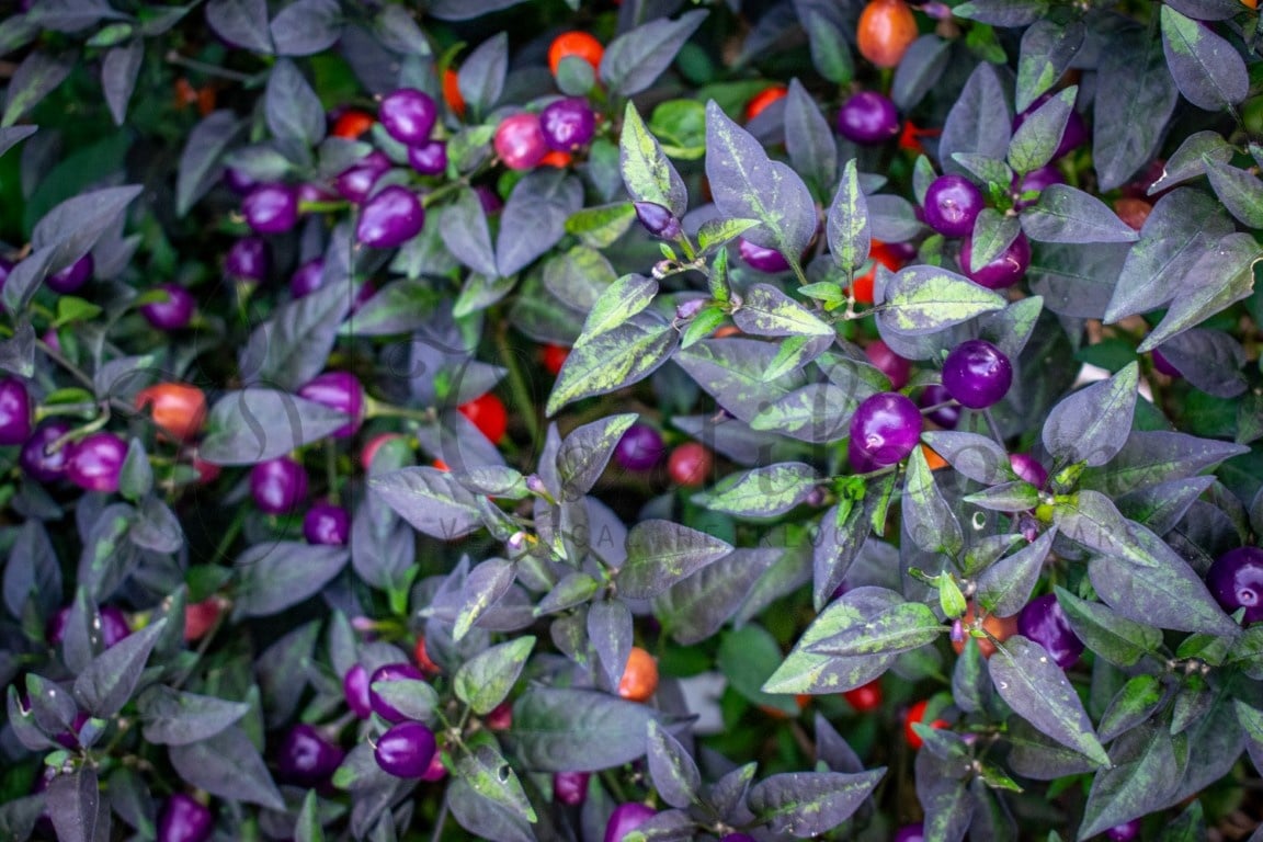 Filus Blue Pepper Capsicum annuum vegetable seeds for planting in colorful patio gardens - Dharaseeds