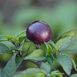 Filus Blue Pepper Capsicum annuum vegetable seeds for planting in colorful patio gardens - Dharaseeds