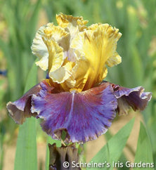 Final Episode Tall Bearded Iris