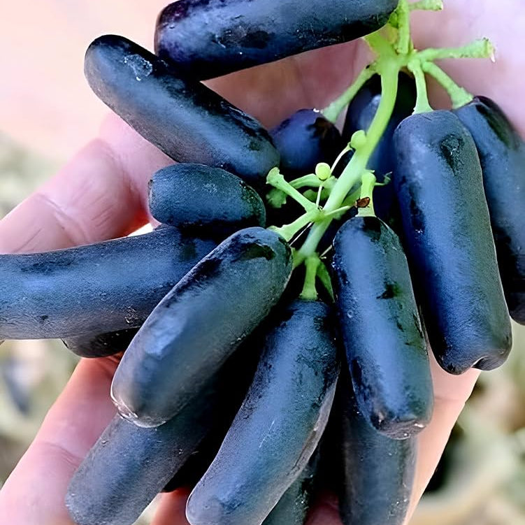 Clusters of small, sweet Finger grapes growing on the vine