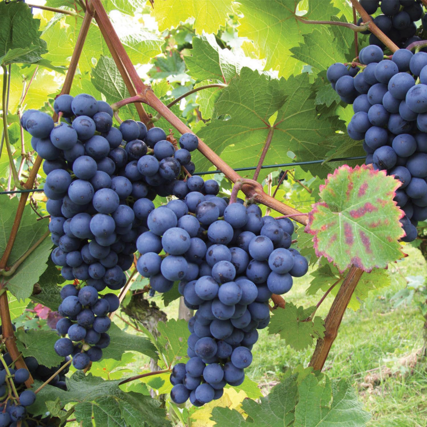 Finger grape fruit clusters grown from Vitis vinifera seeds