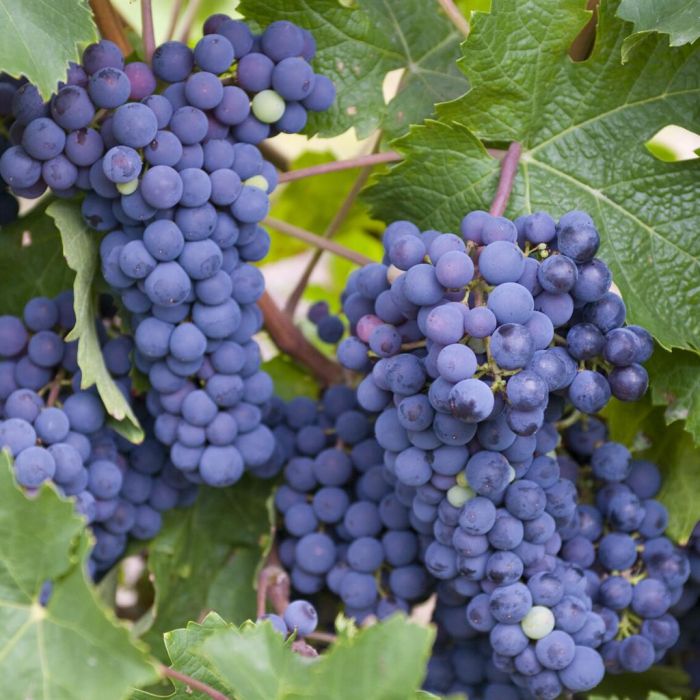 Finger grape seeds Vitis vinifera for backyard garden planting