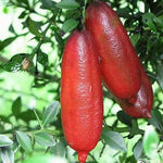 Finger lime mixed colors rare citrus seeds for planting