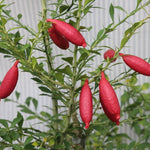 Finger lime seeds growing into citrus plant in home garden