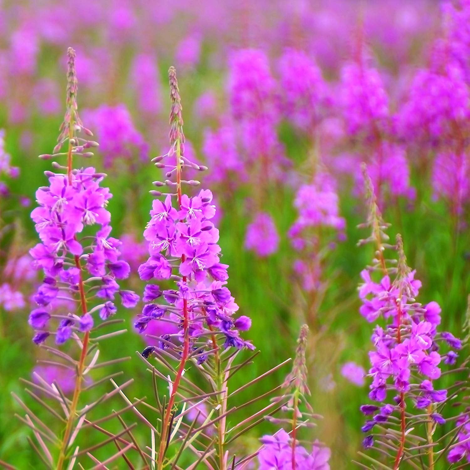 Fireweed Vibrant Magenta Wildflower Plant Seeds