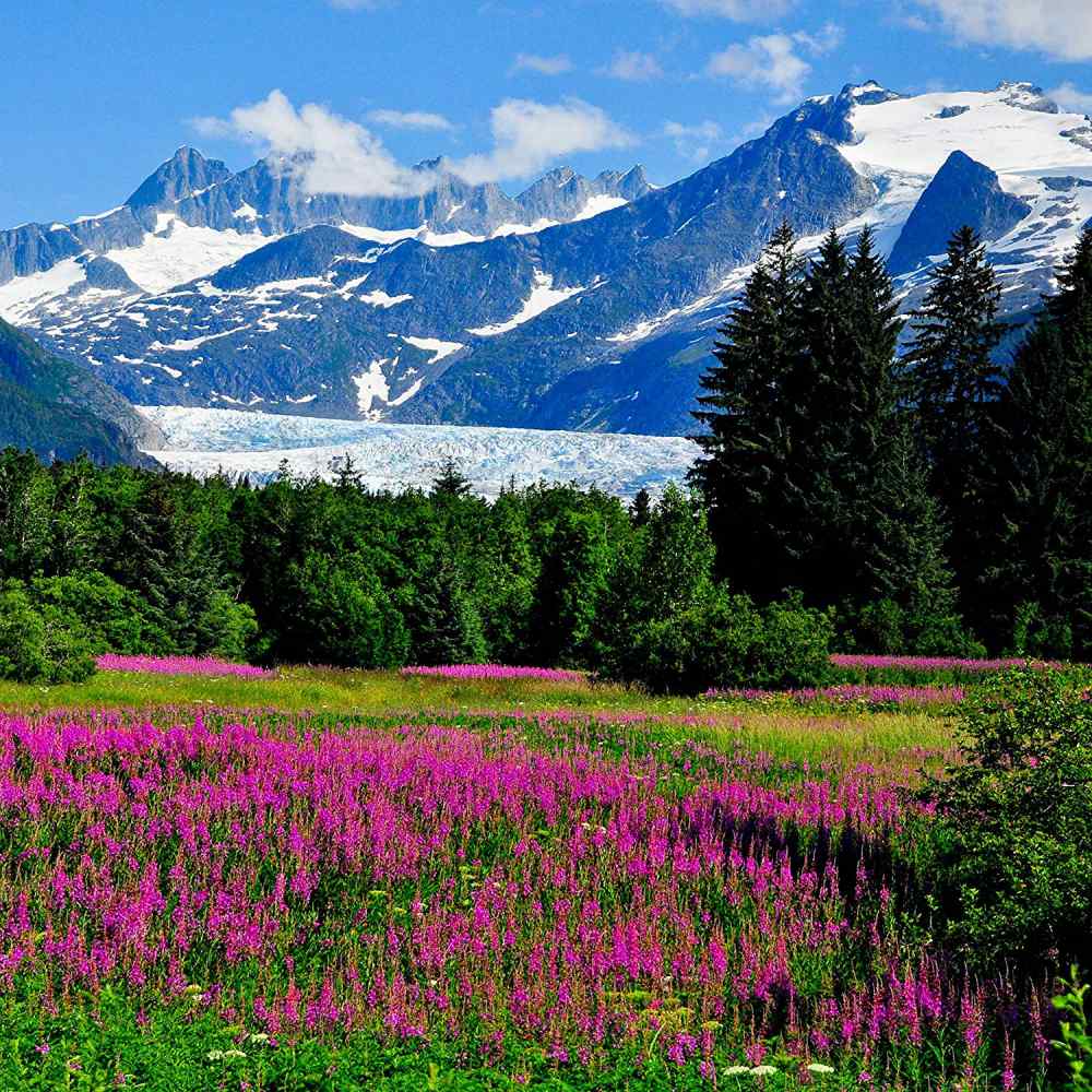 Fireweed Vibrant Magenta Wildflower Plant Seeds